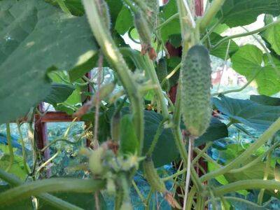 Почему рядом с огурцами обязательно нужно сажать укроп, кукурузу и подсолнухи: растения-помощники - belnovosti.by