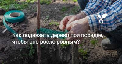 Как подвязать дерево при посадке, чтобы оно росло ровным? - botanichka.ru