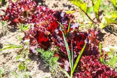 Как вырастить салат: 5 способов посева - belnovosti.by