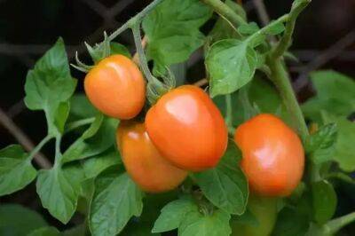Одна ложка в июле – и томаты вмиг покраснеют: готовьтесь собирать урожай ведрами - belnovosti.by