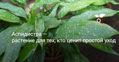 Аспидистра — растение для тех, кто ценит простой уход - botanichka.ru