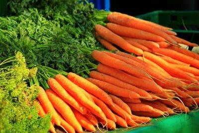3 совета по выращиванию моркови: как получить урожай на песчаном грунте - belnovosti.by