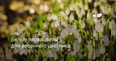 Белые первоцветы для весеннего цветника - botanichka.ru