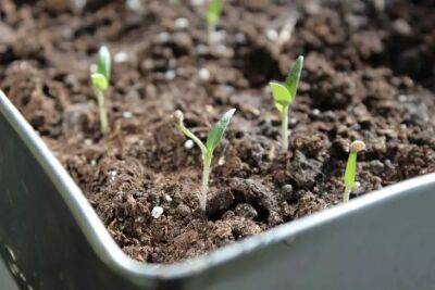5 советов, чтобы получить томаты в мае: урожай будет ранним - belnovosti.by