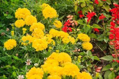 Анастасия Коврижных - Какие цветы посадить, чтобы превратить участок в цветущий до осени ковер: 3 подходящий варианта - belnovosti.by
