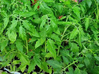 Лучшее удобрение для рассады томатов и перцев: вырастить крепкую рассаду удастся каждому - belnovosti.by