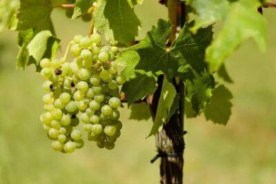 4 главных действия на винограднике весной: кусты будут крепкими - belnovosti.by