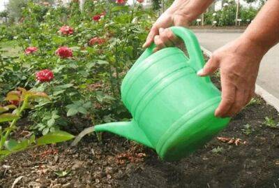 Правильный полив роз в открытом грунте: сколько и как часто поливать весной, летом в жару и осенью - countryhouse.pro