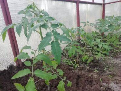 Посадите в эти дни марта помидоры на рассаду: урожай удивит не только вас - belnovosti.by