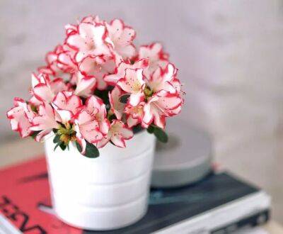 Самые капризные комнатные растения, которые красивы только у 1 из 10 хозяек: 3 цветка не для новичков - belnovosti.by