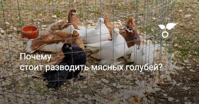 Почему стоит разводить мясных голубей? - botanichka.ru - Китай - Россия - Франция - Турция - Сша - Греция - Египет - Венгрия