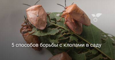5 способов борьбы с клопами в саду - botanichka.ru