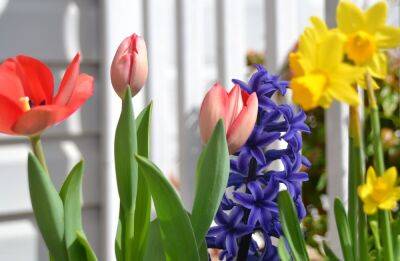 Самые первые – календарь цветения весенних луковичных цветов с марта по май - ogorod.ru