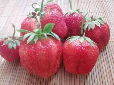 Чем подкормить весной клубнику, чтобы огромный размер ягод сразил наповал - belnovosti.by