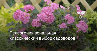 Пеларгония зональная – классический выбор садоводов - botanichka.ru