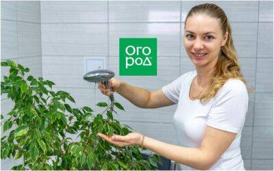 "Ошпаривание" комнатных цветов: зачем нужно и как его правильно провести - ogorod.ru