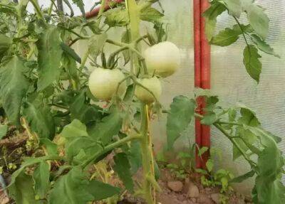 Как огороднику вырастить сочные и сахарные томаты: в период вегетации вводим несложную домашнюю подкормку - belnovosti.by