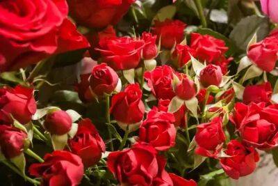 Секрет, который заставит розу привыкнуть к домашним условиям сразу после покупки - belnovosti.by