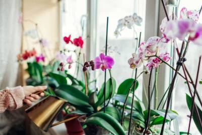 Как ухаживать за орхидеей? - botanichka.ru