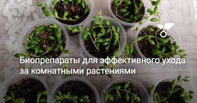 Биопрепараты для эффективного ухода за комнатными растениями - botanichka.ru
