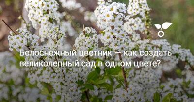 Белоснежный цветник — как создать великолепный сад в одном цвете? - botanichka.ru