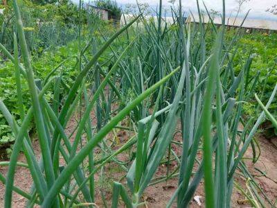 Что нужно знать новичкам о выращивании репчатого лука: урожай будет – закачаешься - belnovosti.by