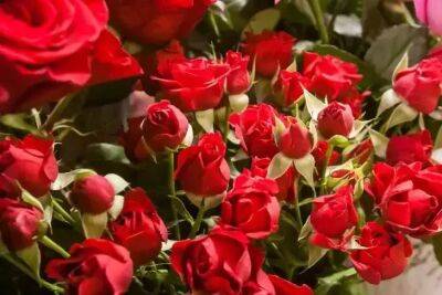 Лучшей весенней подкормки для роз еще не придумали: все ахнут от пышного цветения - belnovosti.by