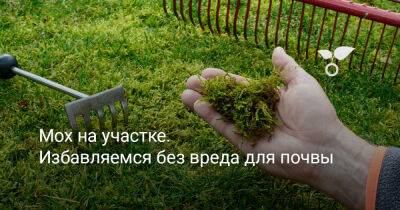 Мох на участке. Избавляемся без вреда для почвы - botanichka.ru