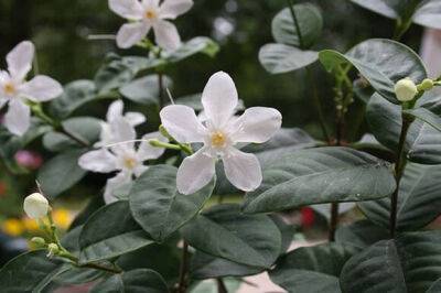 Райтия – растение ангельской красоты - greeninfo.ru - Филиппины