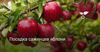 Посадка саженцев яблони — что важно учесть? - botanichka.ru
