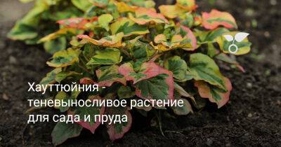 Хауттюйния — теневыносливое растение для сада и пруда - botanichka.ru