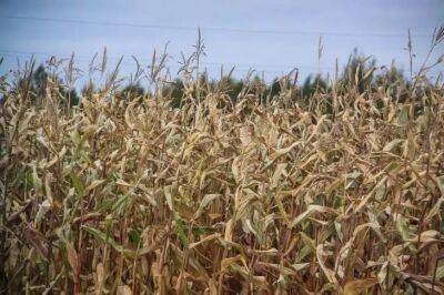 Анастасия Коврижных - Когда нужно сеять кукурузу на рассаду: не пропустите подходящее время - belnovosti.by