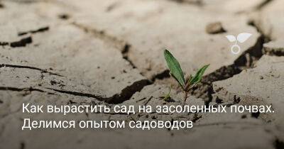 Как вырастить сад на засоленных почвах? Делимся опытом садоводов - botanichka.ru - Россия