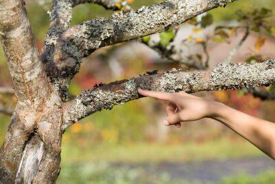 Нужно ли очищать деревья от мхов и лишайников - ogorod.ru