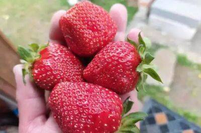 Успейте подкормить этим клубнику до появления ягод – и урожаем завалит огород - belnovosti.by