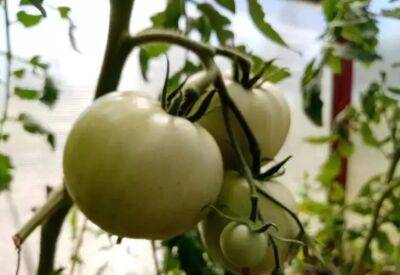 С этой подкормкой все кусты томатов усыпаны плодами до поздней осени - belnovosti.by