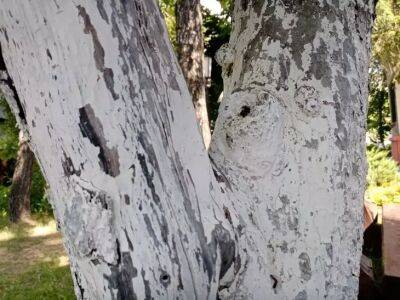 Анастасия Коврижных - Почему на деревьях трескается кора: возможные причины - belnovosti.by