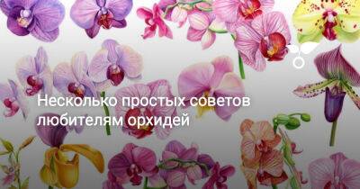 Несколько простых советов любителям орхидей - botanichka.ru