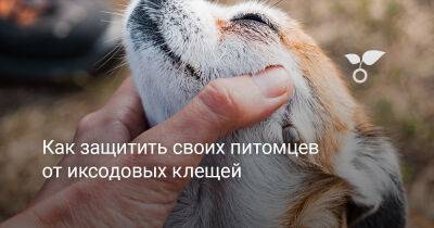 Как защитить своих питомцев от иксодовых клещей? - botanichka.ru