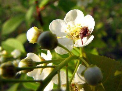 Яблоневый цветоед-долгоносик: как бороться, какие препараты применять для обработки от опасного вредителя яблони и груши - countryhouse.pro