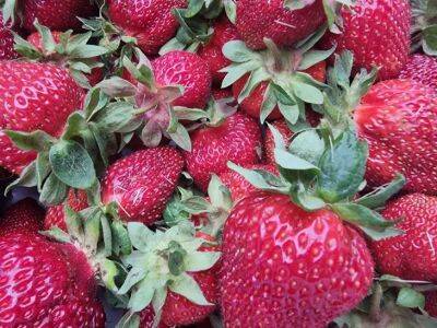Самые урожайные сорта клубники: посадите и собирайте до 50 ягод с куста - belnovosti.by