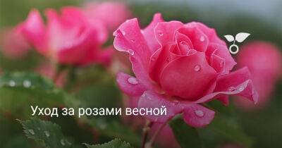 Уход за розами весной - botanichka.ru