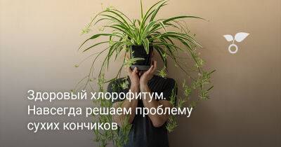 Здоровый хлорофитум — навсегда решаем проблему сухих кончиков - botanichka.ru