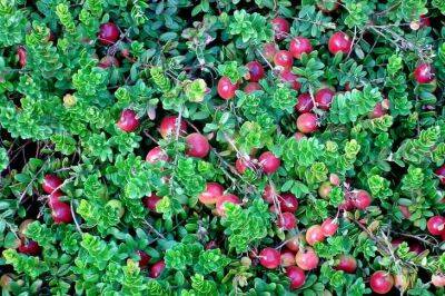 Анастасия Коврижных - Какой уход нужен клюкве: памятка для тех, кто выращивает полезные ягоды на своем участке - belnovosti.by