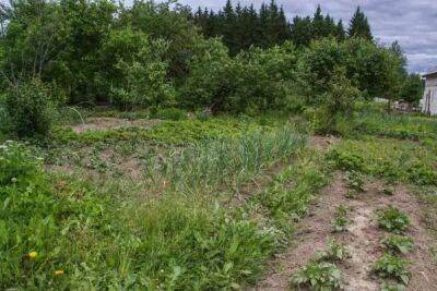 Как защитить урожай от слизней и улиток: копеечное и безвредное средство - belnovosti.by