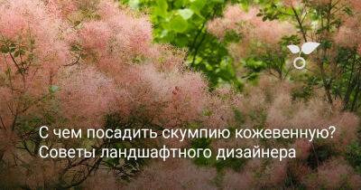С чем посадить скумпию кожевенную? Советы ландшафтного дизайнера - botanichka.ru - Китай - Крым