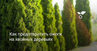 Как предотвратить ожоги на хвойных деревьях - botanichka.ru - Россия