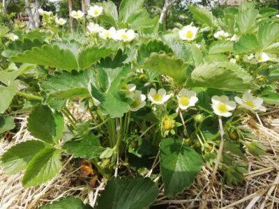 Как начать собирать ранний урожай клубники в мае: обратите внимание на эти сорта - belnovosti.by