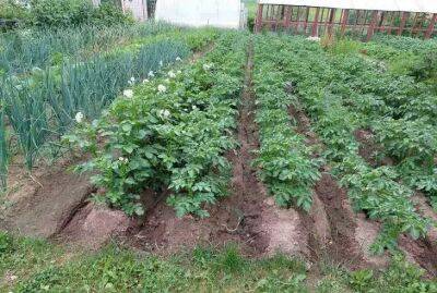 Что посадить весной между рядами картошки, чтобы не было жуков: полезный совет - belnovosti.by