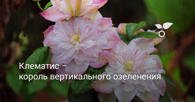 Клематис — король вертикального озеленения - botanichka.ru